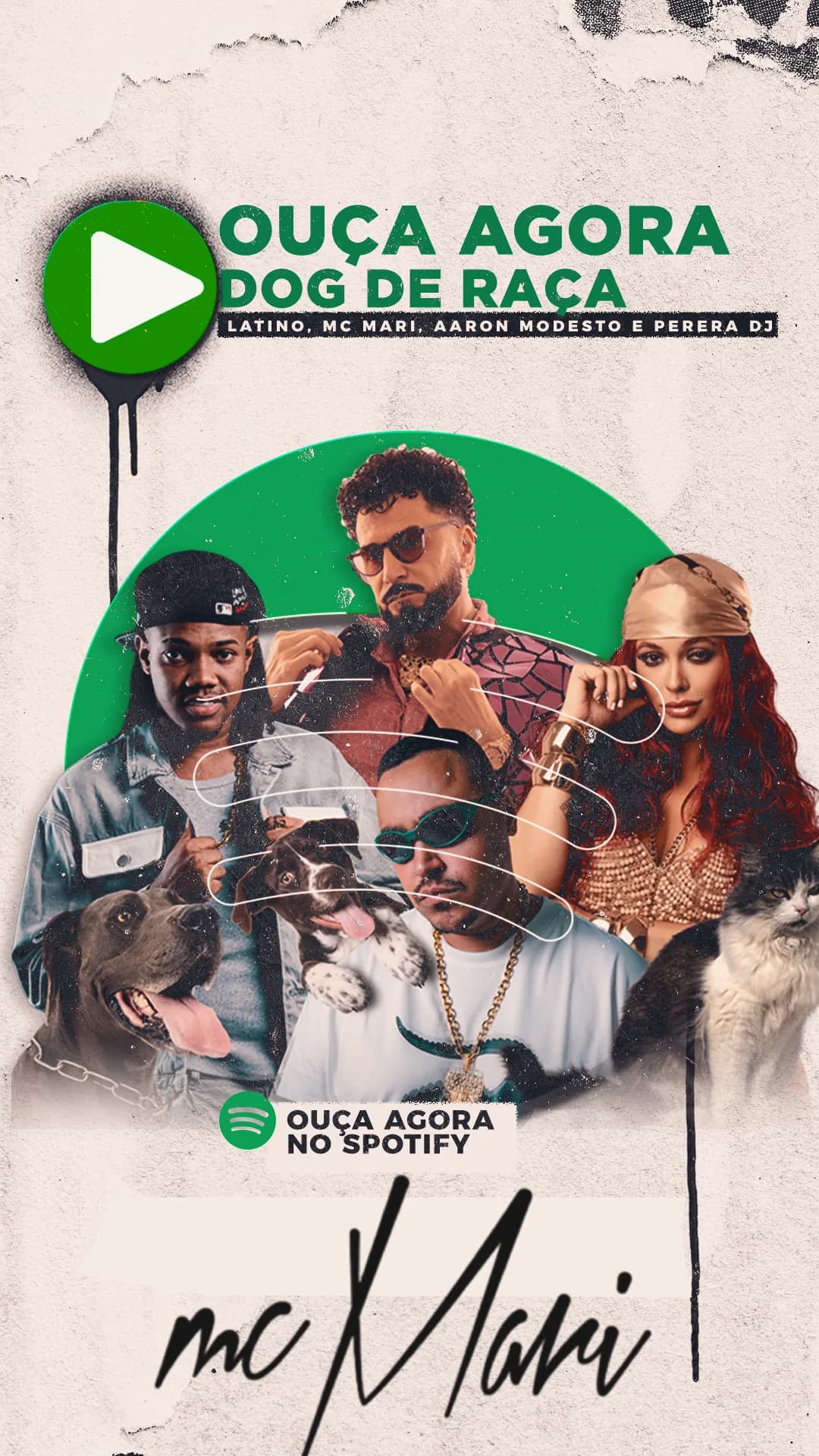 Latino · Dog de Raça, imagem 3 de 9